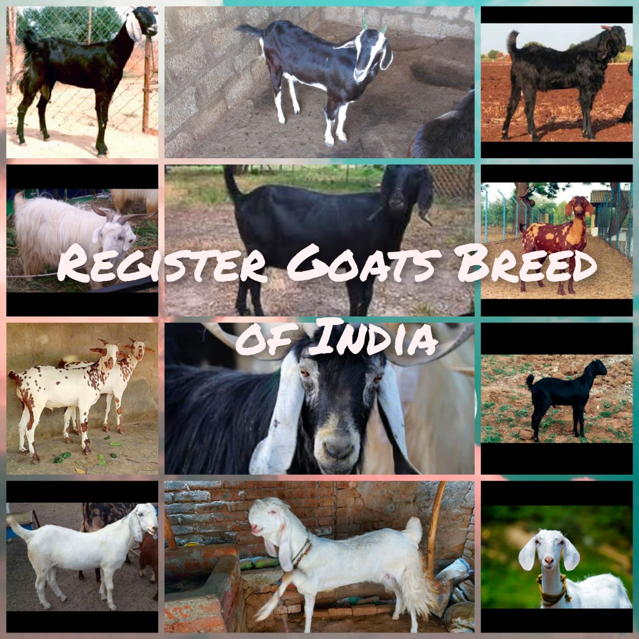 Registered Goats Breed Of India | Animals Super Store