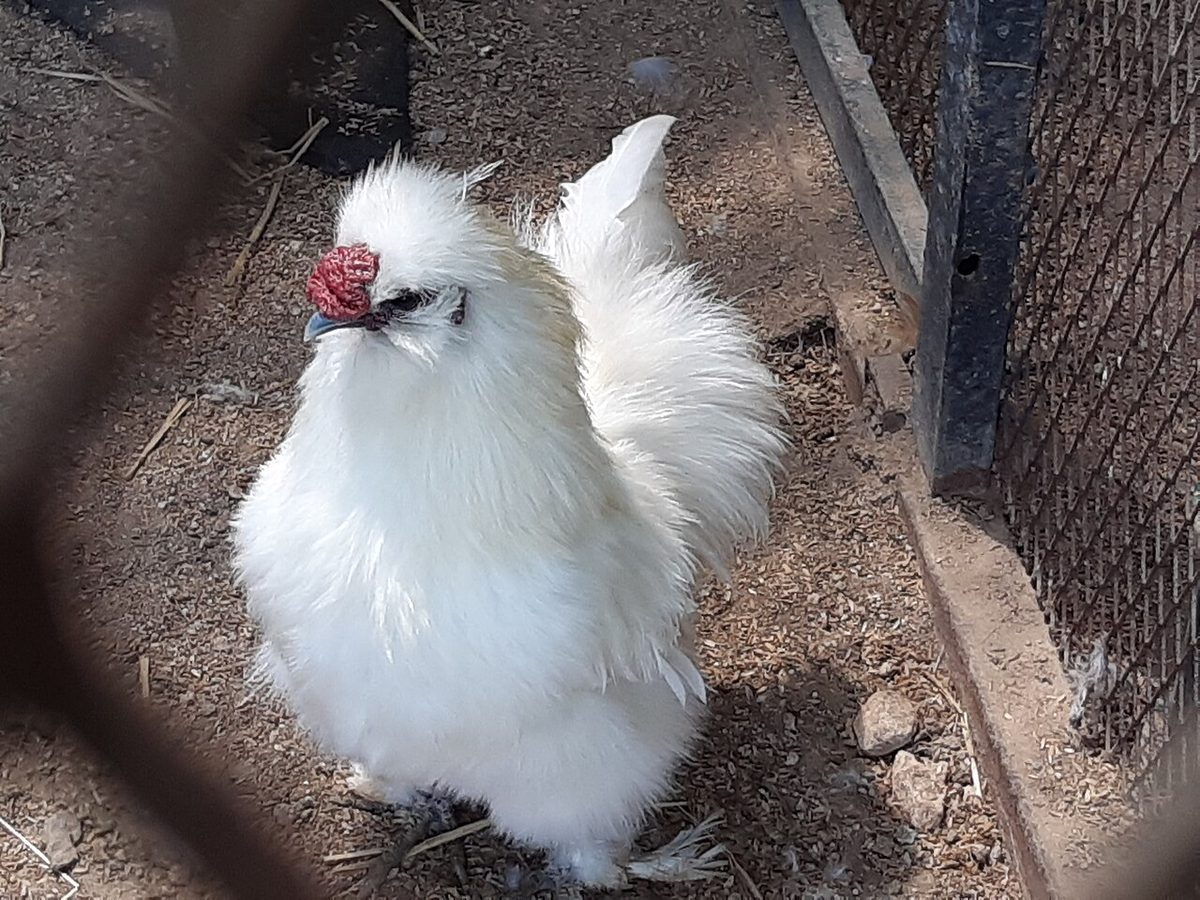 A Guide to Chickens with Fluffy Heads, Crests and Beards
