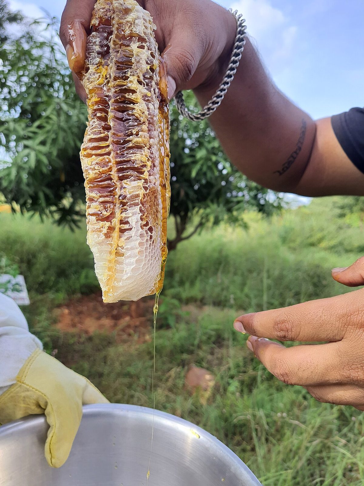 Beekeeping in India: Suitable Bees and Income Options