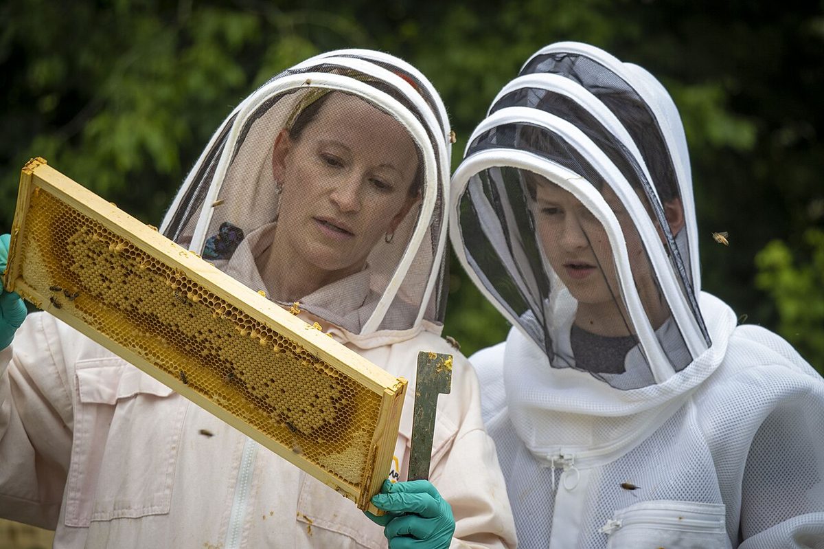 Beekeeping in Syria: Ancient Roots, Modern Honey Income