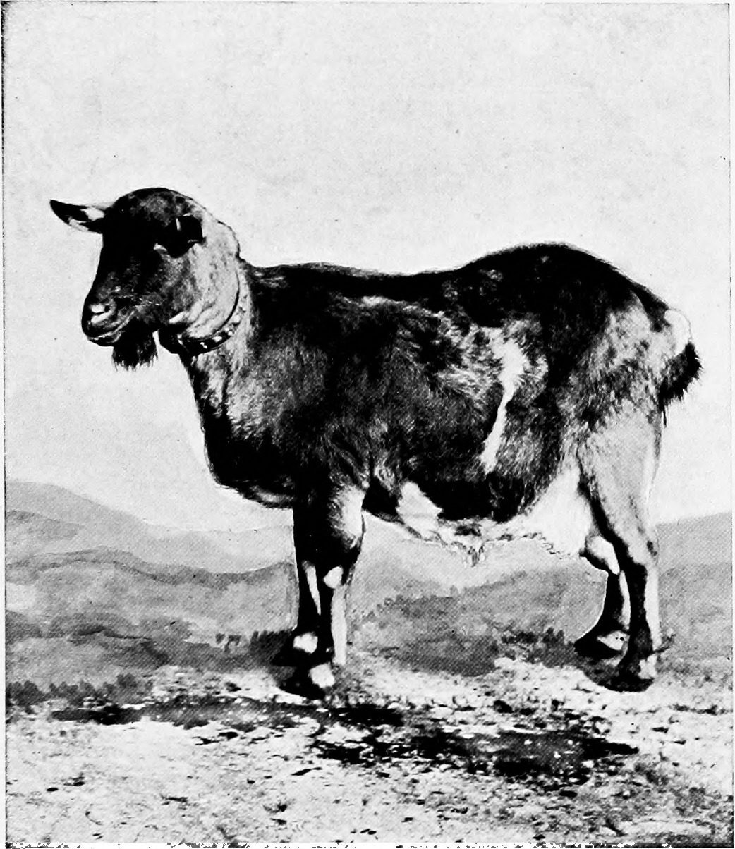 Best Common Goat Breeds: How to Choose the Right Goat