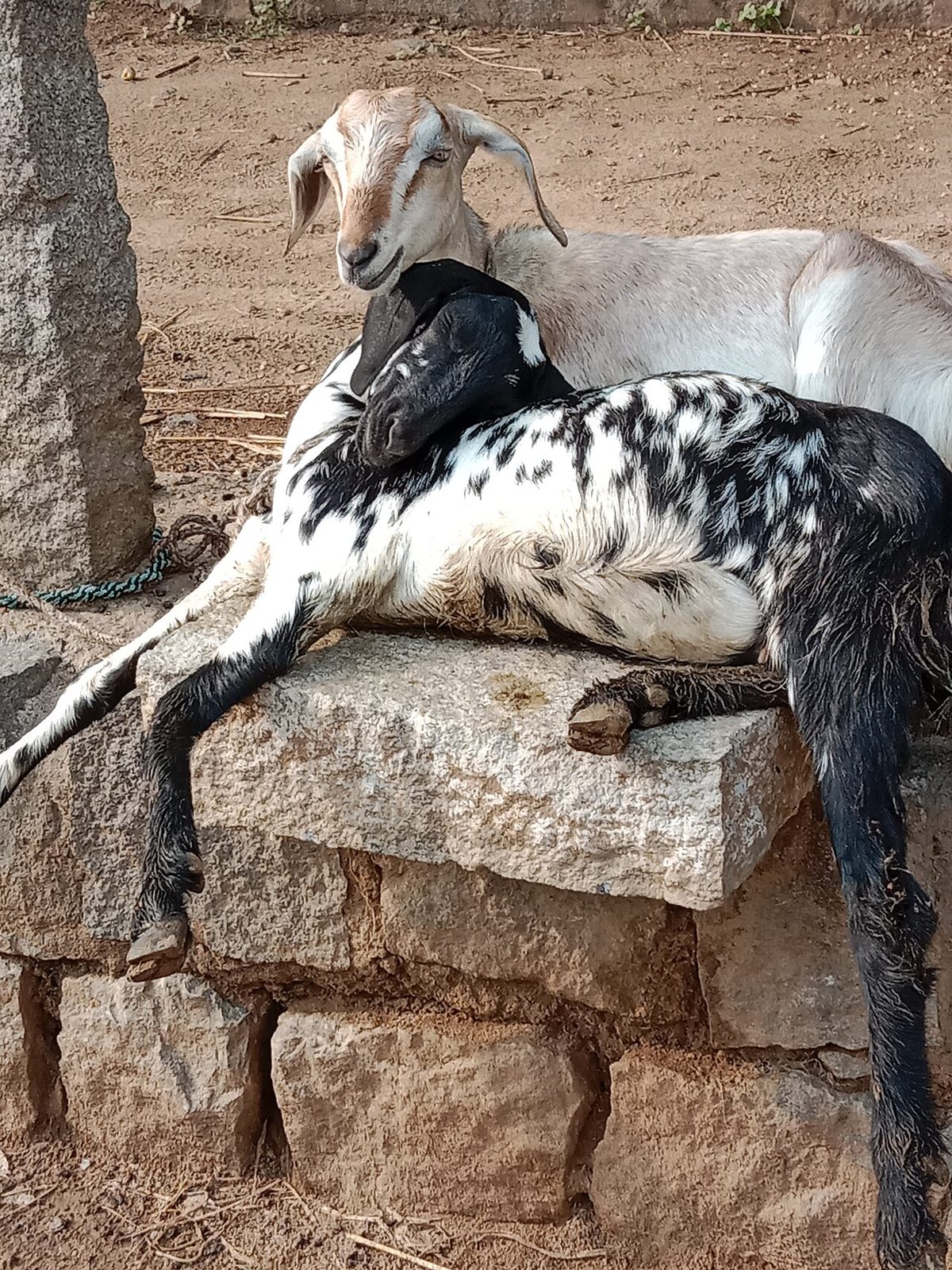Best Goat Breeds for Meat: A Farmer's Guide