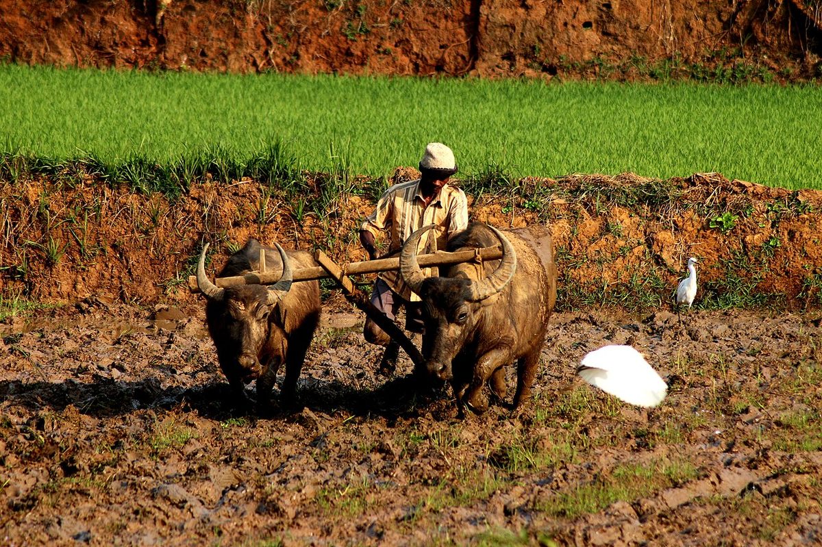 Buffalo Farming in the UK: A Practical Farmer's Guide