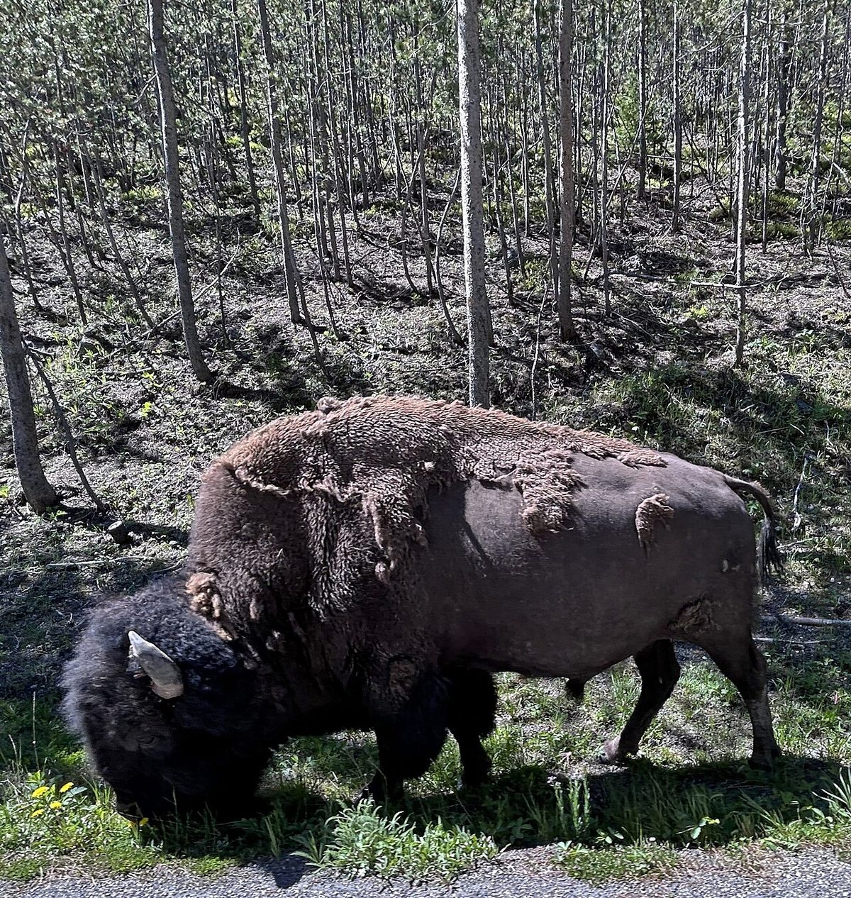 Buffalo Milk Wholesale Price Near Me: A US Farmer's Guide