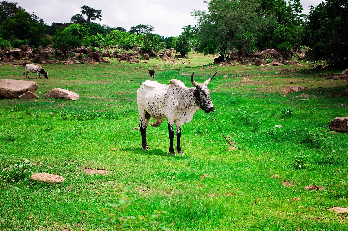 Bull for Sale in Ghana: A Buyer’s Assessment Guide
