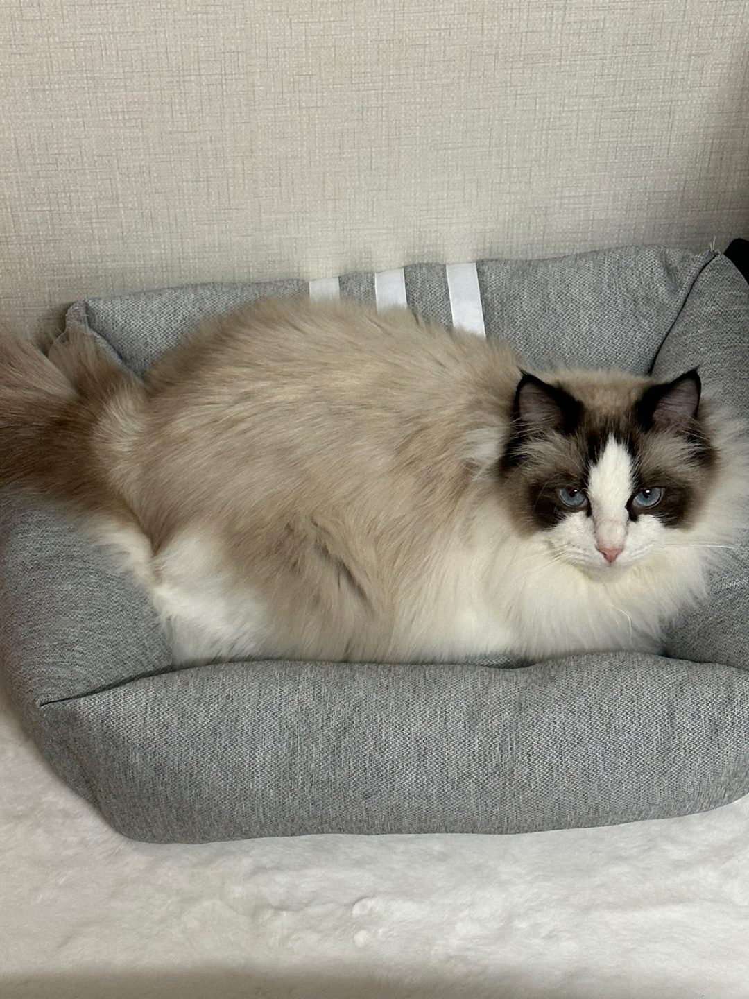 Cat Breeds With Blue Eyes: Facts, Health & What to Know