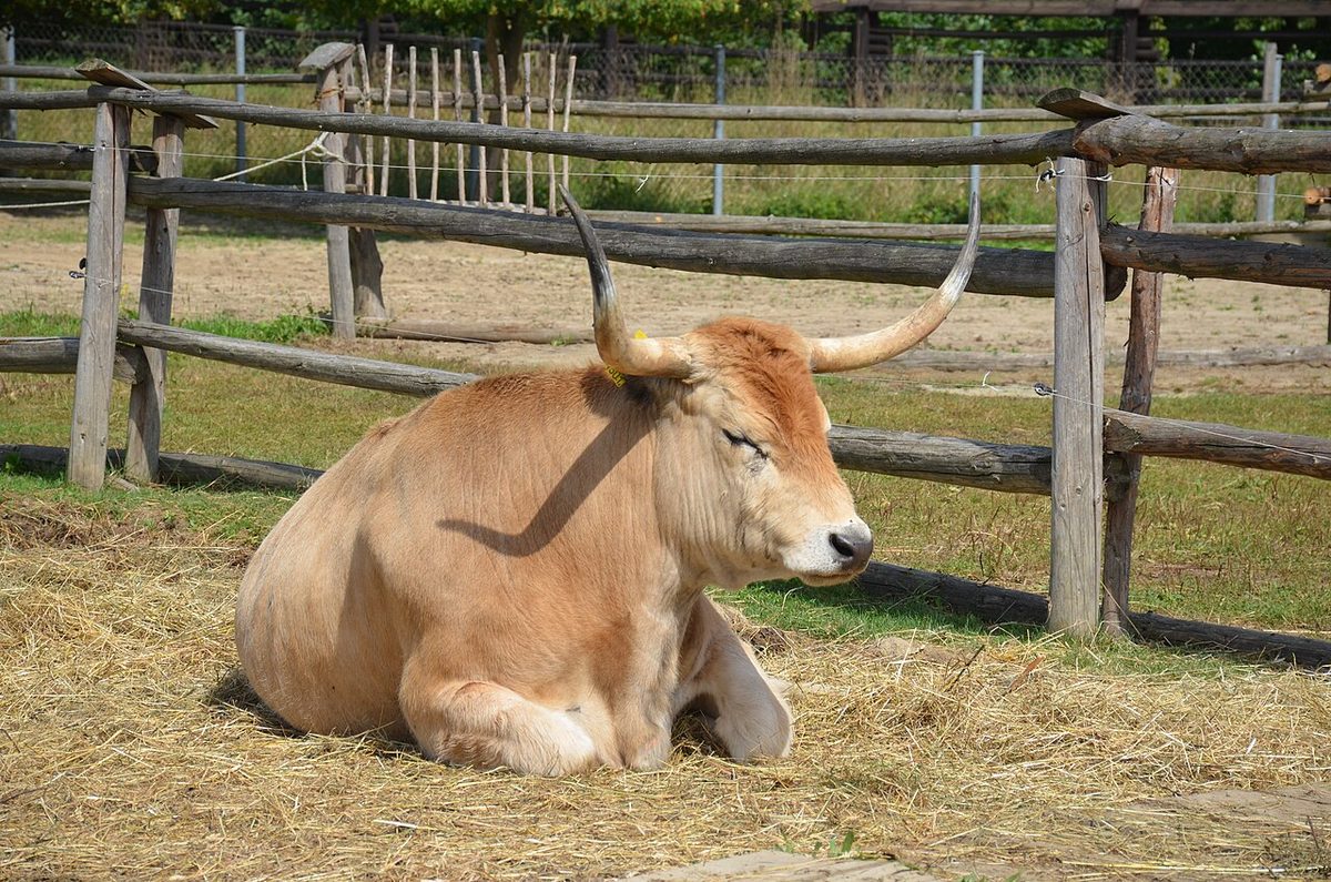 Cattle Prices and Hungarian Grey: A Breed Saved from the Brink