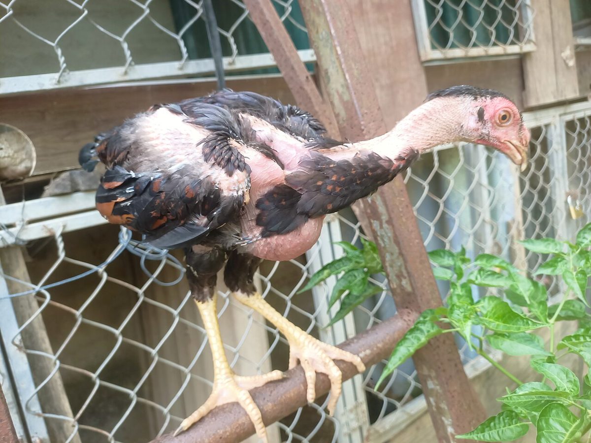 Chicken Breeds of Vietnam: What Farmers Should Really Know