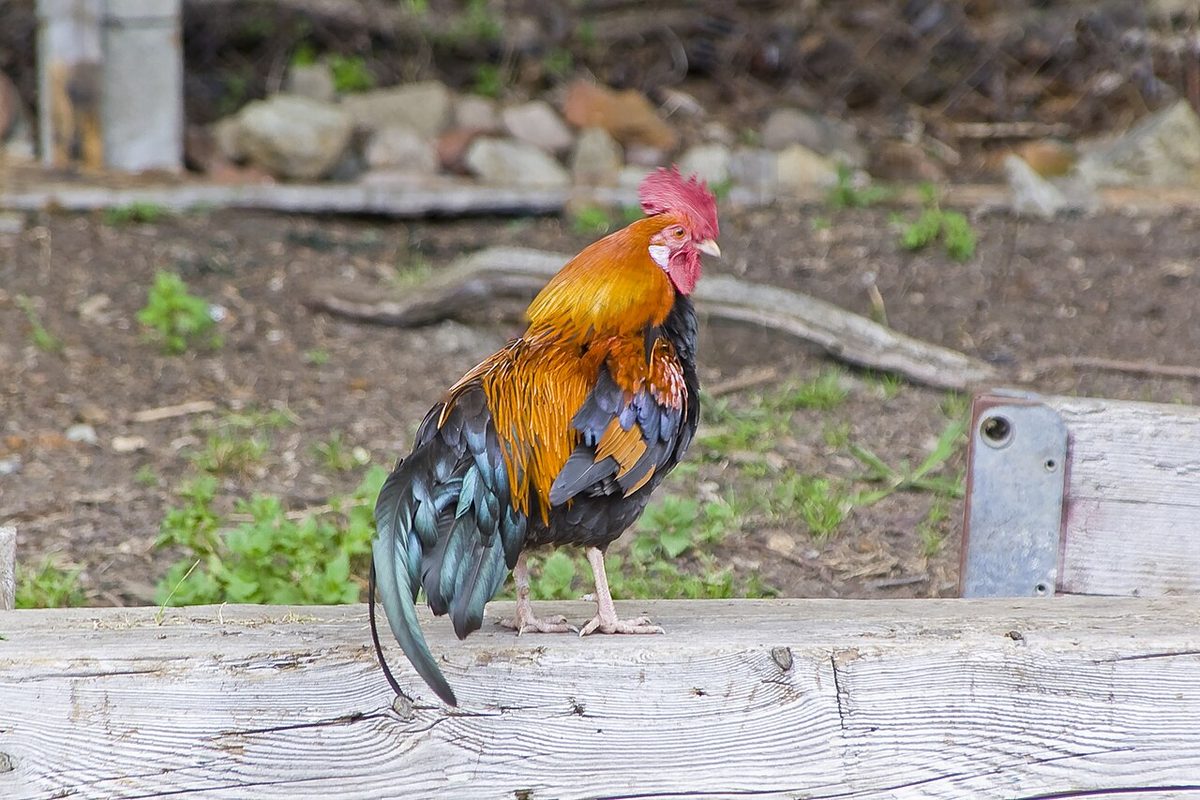 Chicken Breeds With Feathers on Head: Comb or Crest?