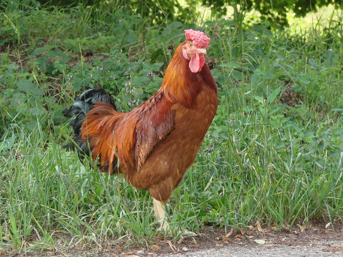 Chicken Breeds with Rose Combs: 4 Popular Examples