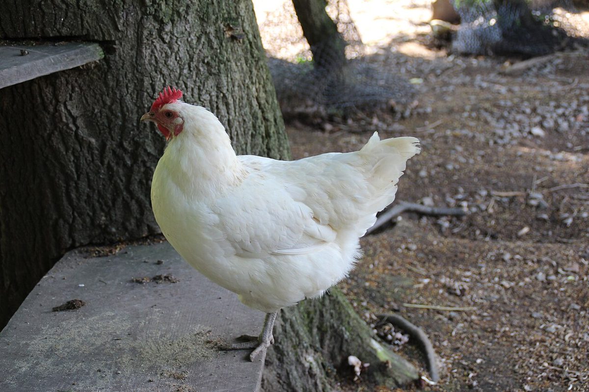 Chicken Leg Breeds, Anatomy and Global Prices
