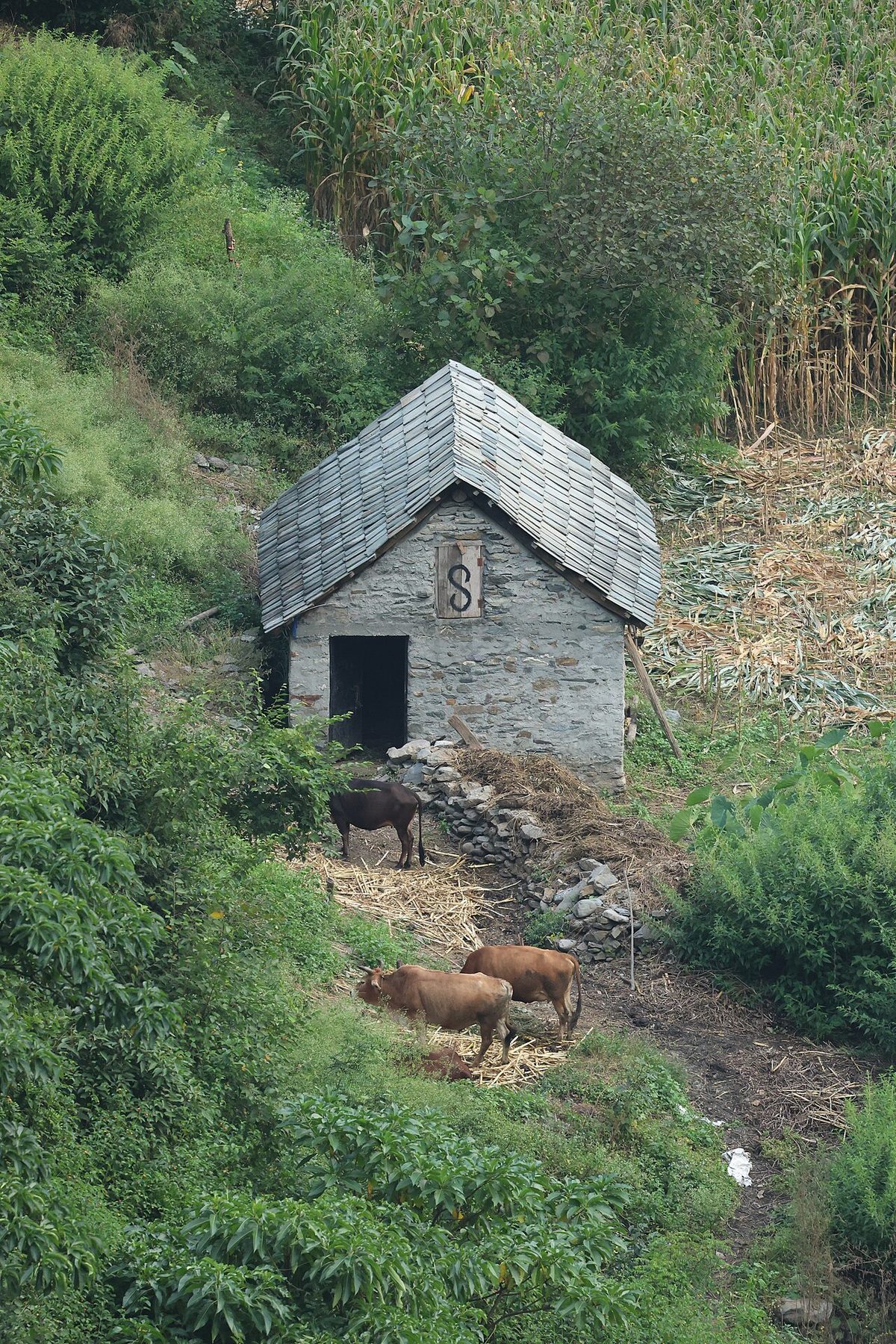 Cow Farming Economics: Real Global Prices and What They Mean for You