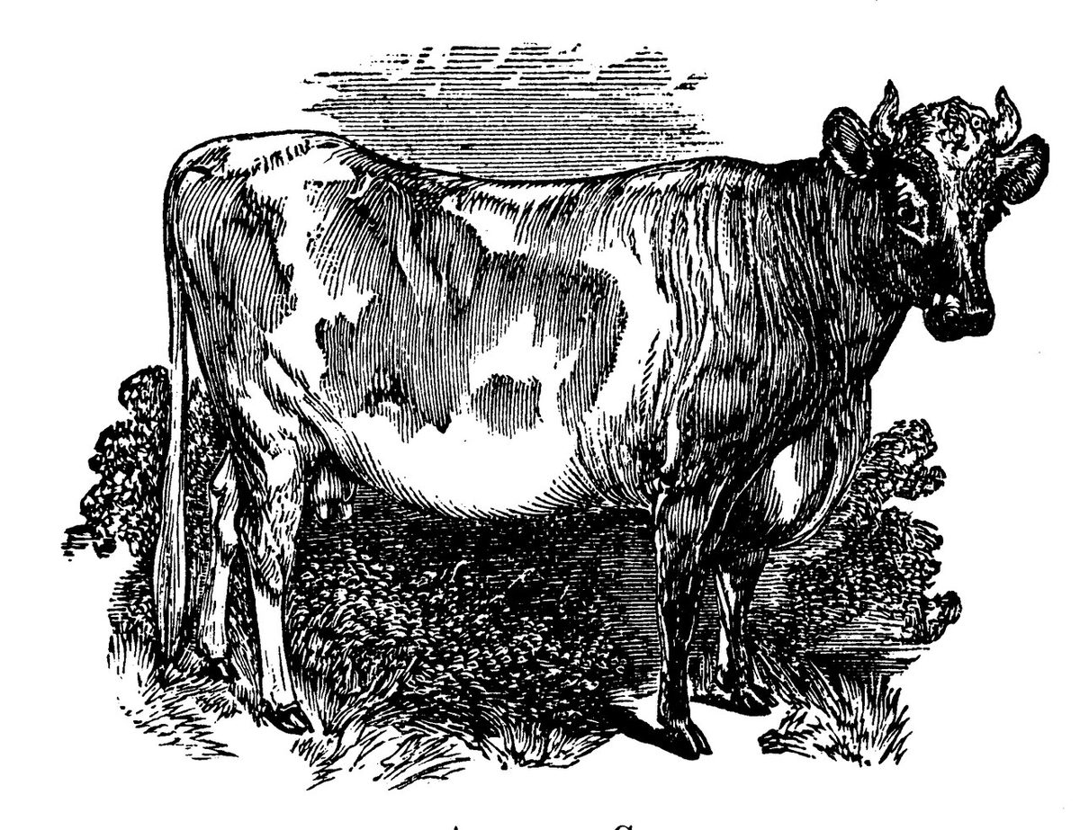 Cow Farming Guide 2026: Real Costs, Grazing and Profit