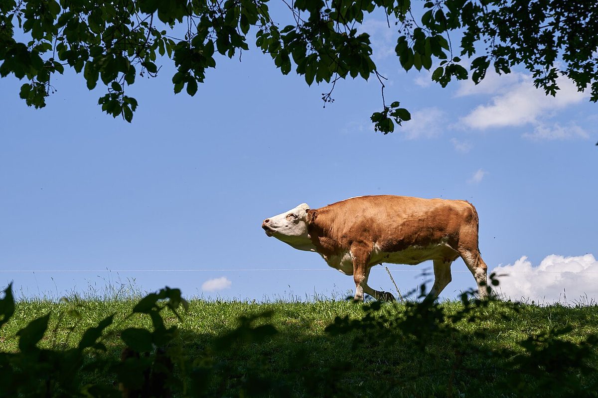 Cow Farming in Germany: A Practical Guide