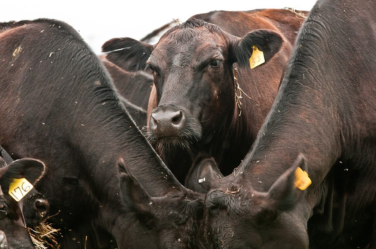 Cow Rate Near Me: What United States Price Figures Show
