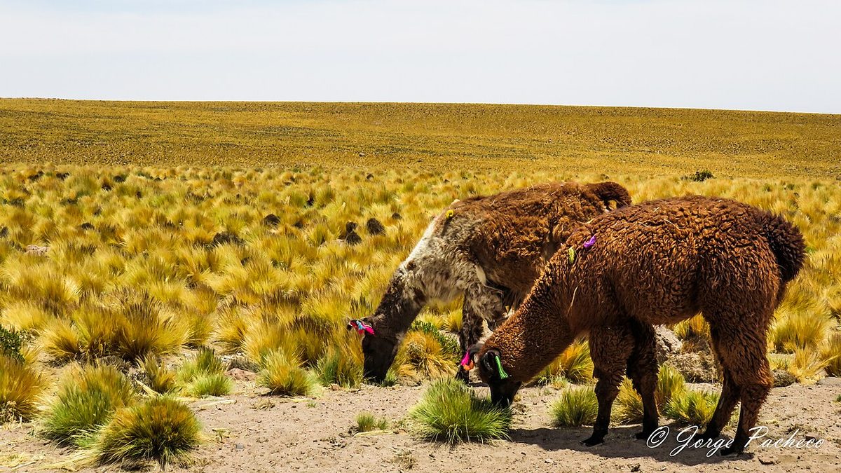Cría de camello bebé: guía simple para farmers en USA