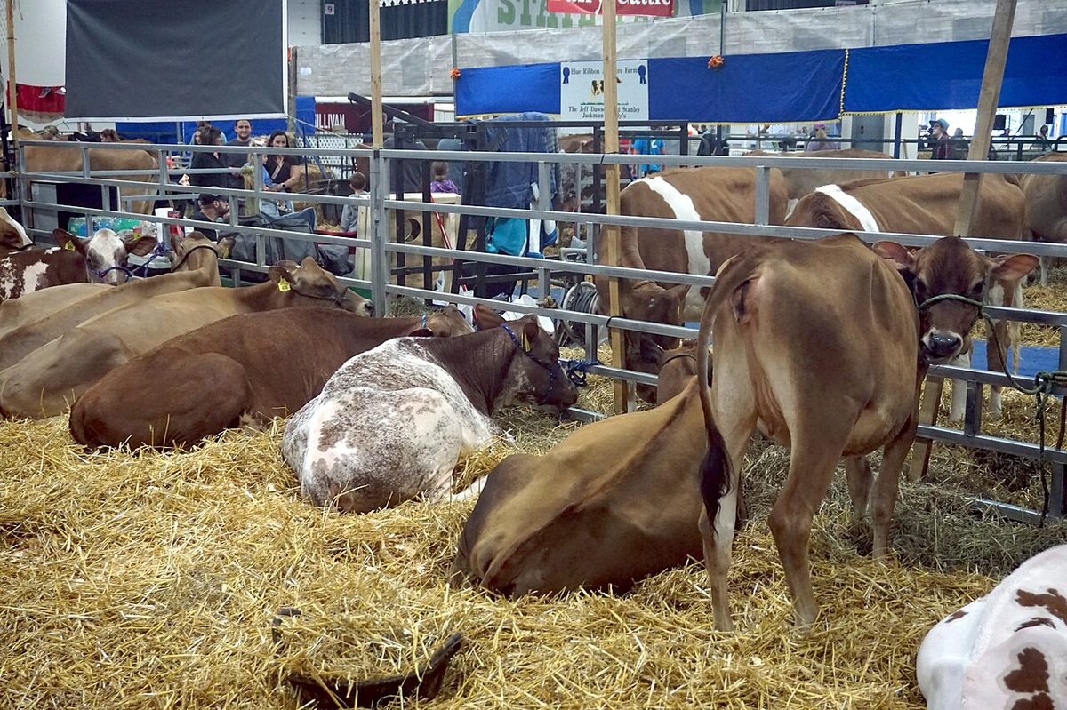 Dairy Cattle Farming in Qatar: Milk Production Guide