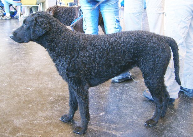 Dog Breeds With Curly Hair: Coat, Size and Care