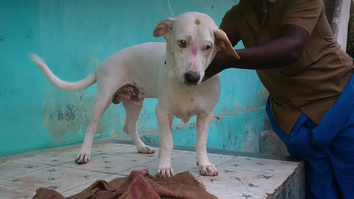 Dog Breeds With Long Ears: Size, Work and Key Facts