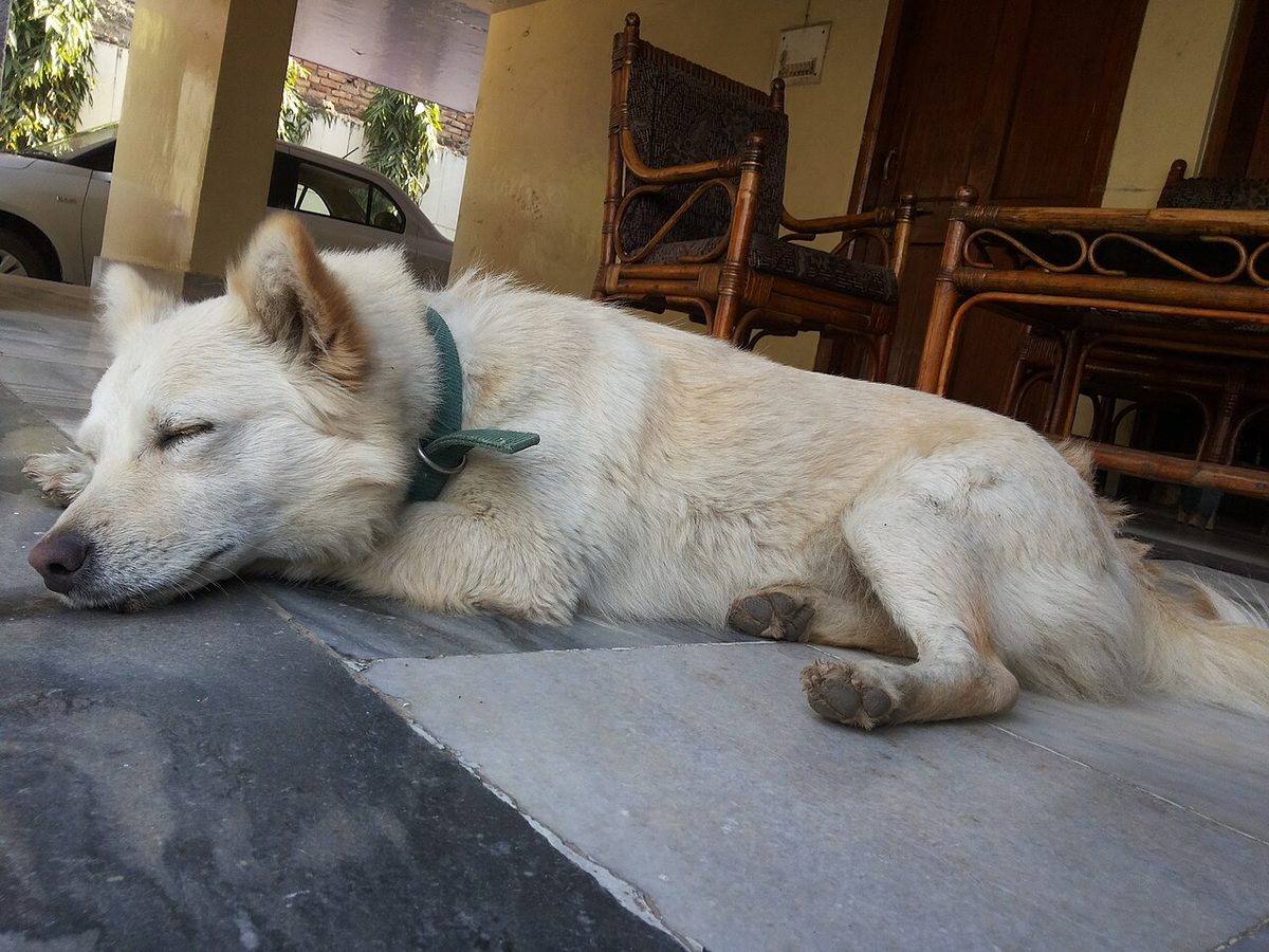 Dog Breeds with Price in India: 2026 Cost Guide