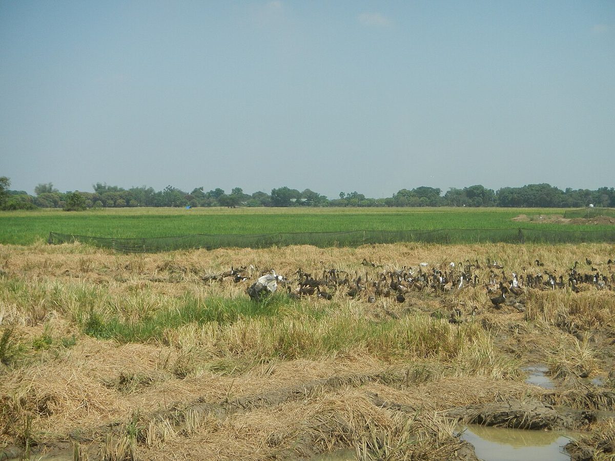 Duck and Quail Farming for Mongolian Herders: A Practical Guide