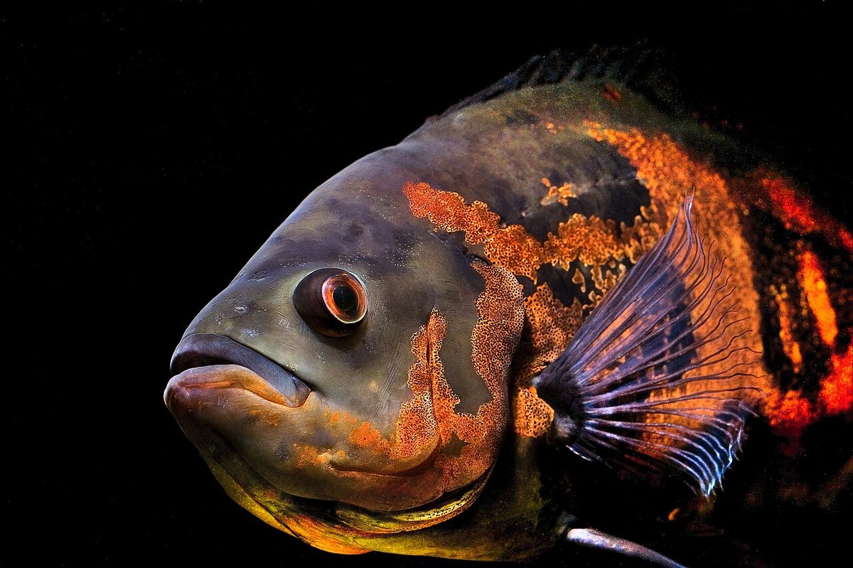 Fish for Sale in Nigeria: A US Farmer's Honest Guide