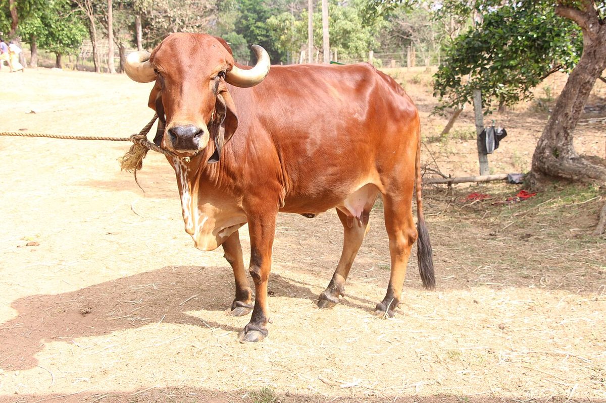 Gir Cattle: The Indian Zebu Breed That Reshaped Dairy and Beef Farming Worldwide