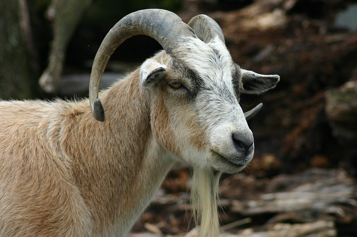 Goat Breeds With Big Horns: Horn Traits and Care