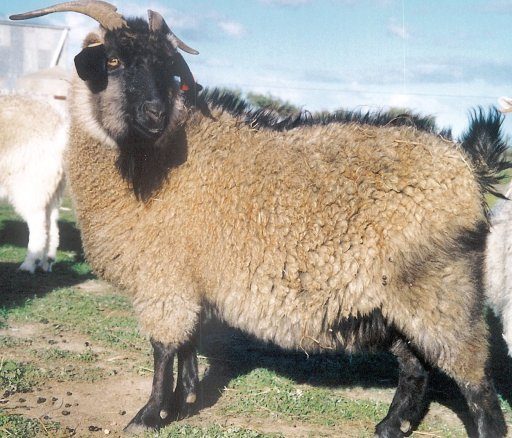 Goat Breeds With Pictures and Names: Breeds, Prices & Facts