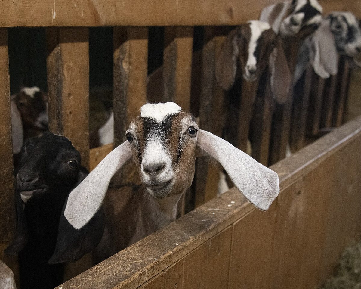 Goat Farming Guide for United States Farmers