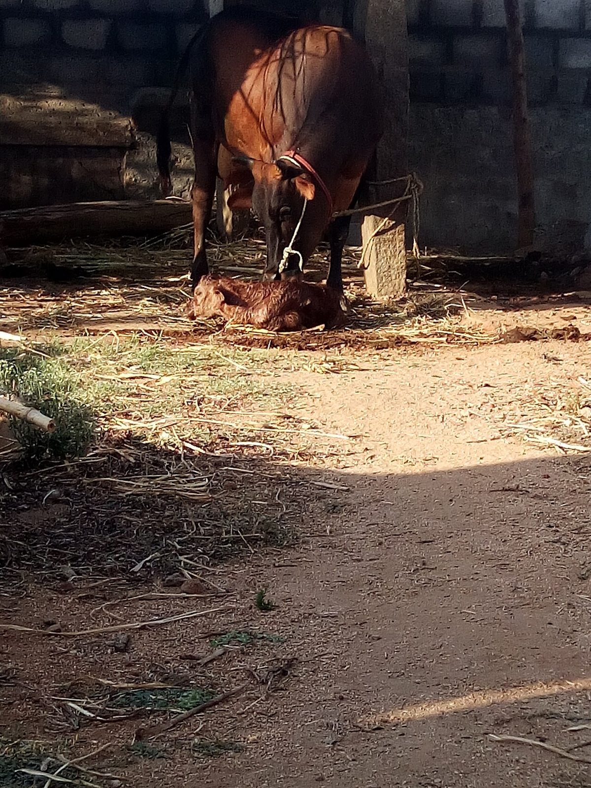 Holstein Friesian Cow in India: Price, Suitability & Buyer's Guide