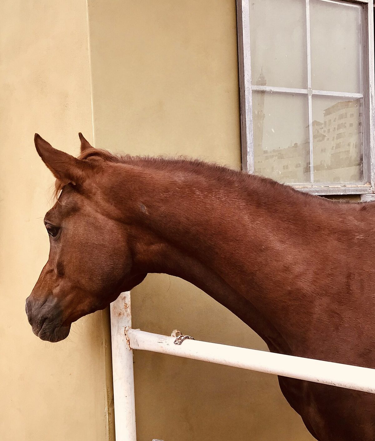 Horse Breeds With Long Hair: Fjords, Shires & What to Expect