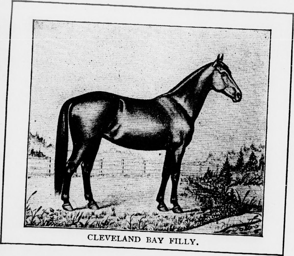 Horse Breeds With Price: From Under $3,000 to $70 Million
