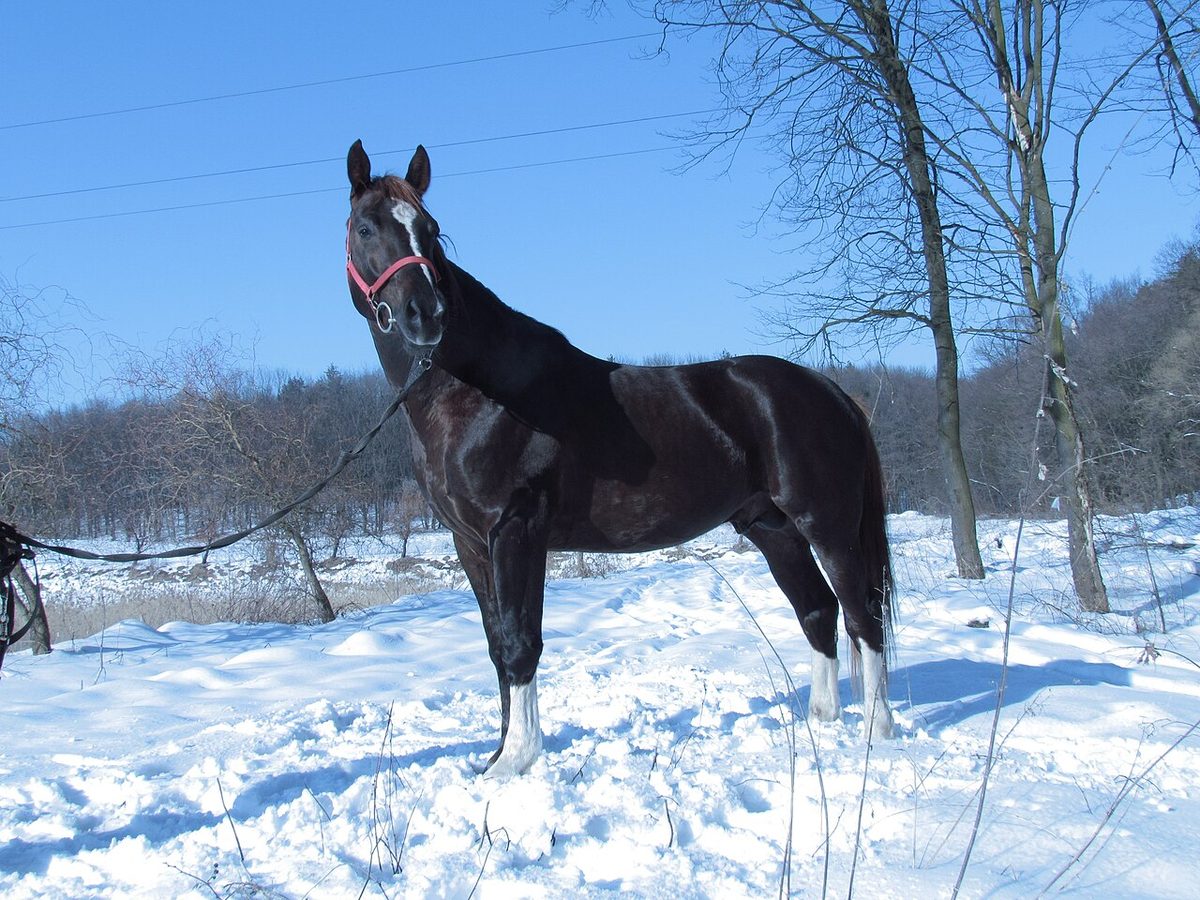 Horse Breeds With Roman Noses: A Simple Comparison