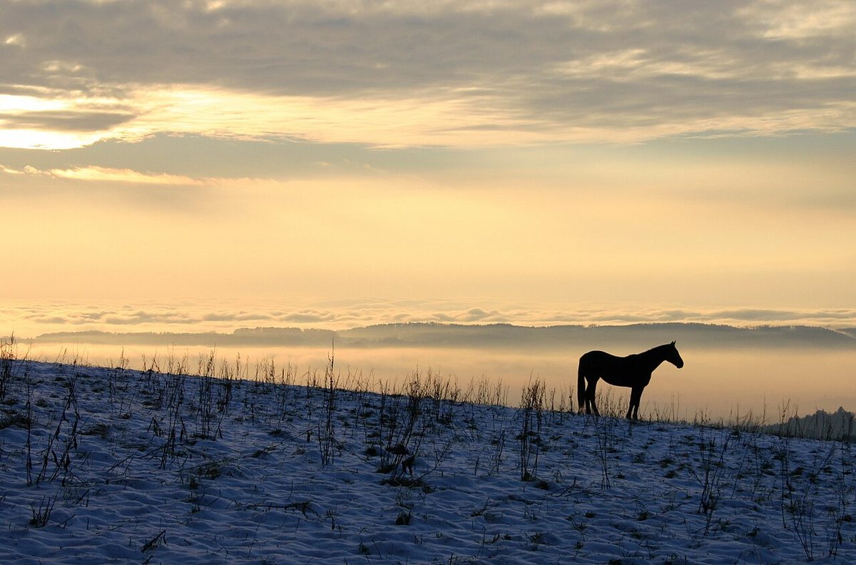 Horse Care & Commodity Prices: Facts for Owners and Breeders