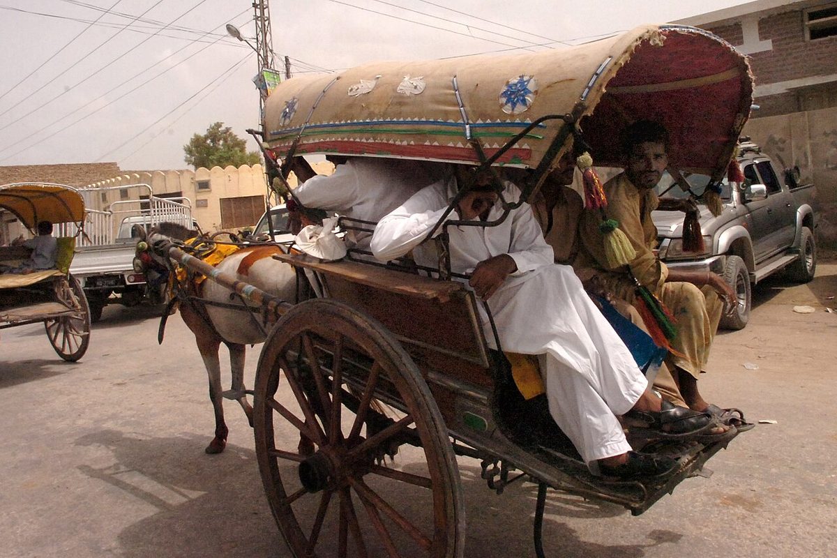 Horse for Sale in Pakistan: Guide for US Farmers