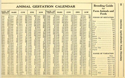 How Long Is a Cow Pregnant? A Complete Cattle Gestation Guide