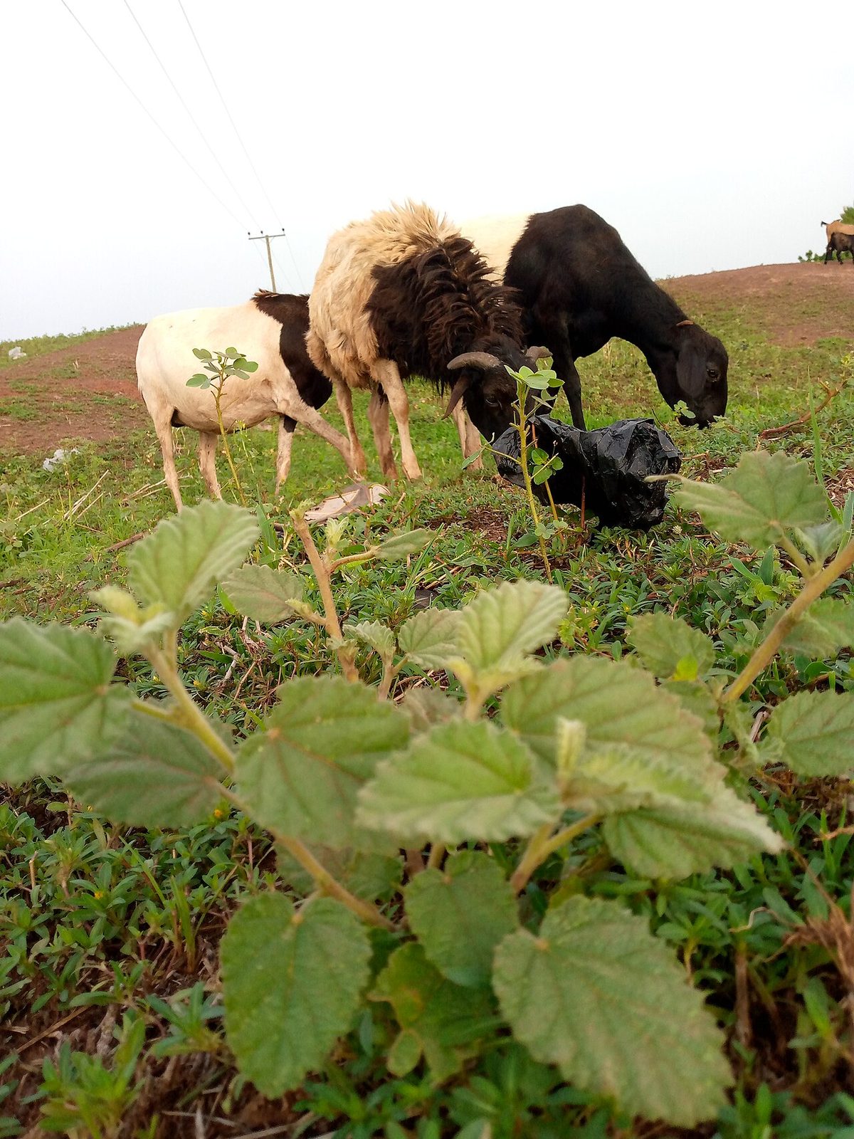 Sheep grazing on grass