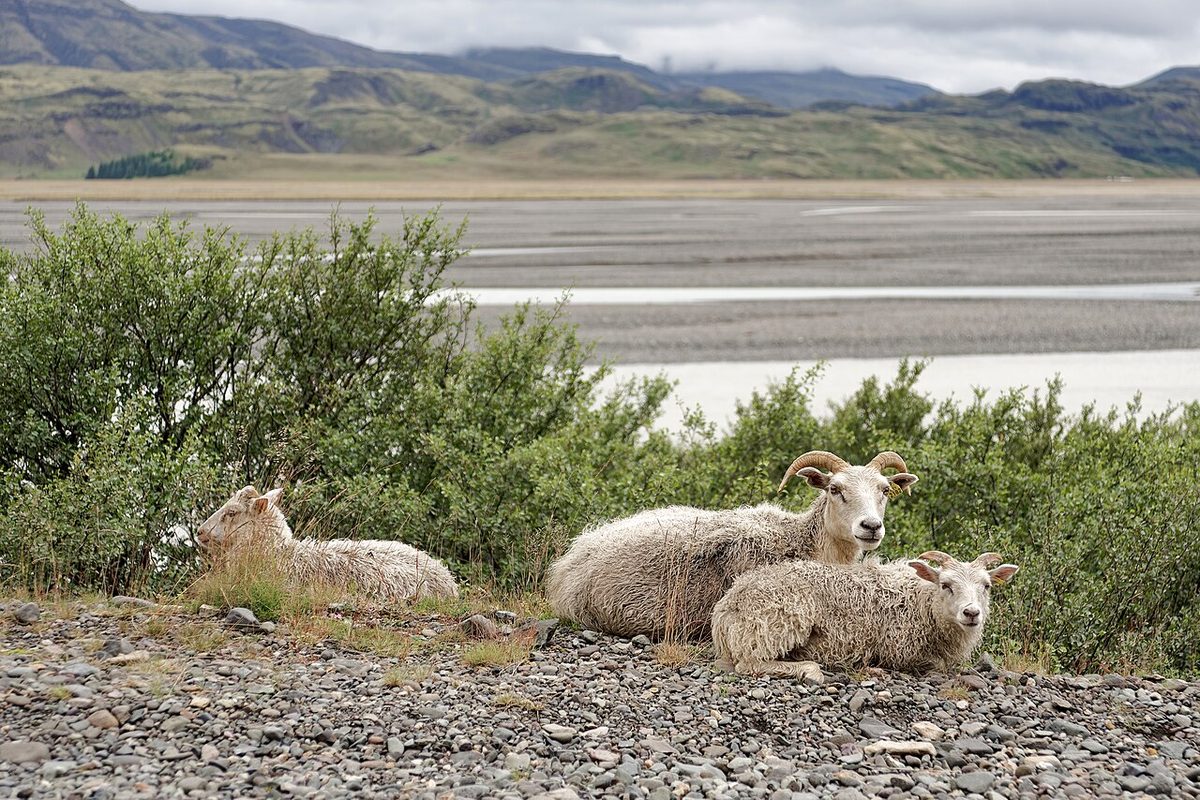 Sheep in Hornafjörður municipality, Iceland, 20240718 1215 1987