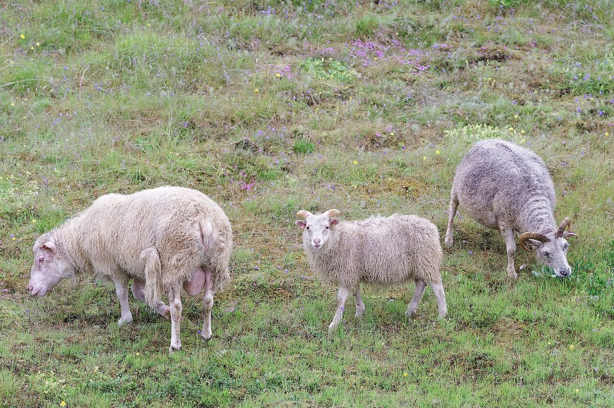 Sheep in Múlaþing municipality, Iceland, 20240717 1220 1994