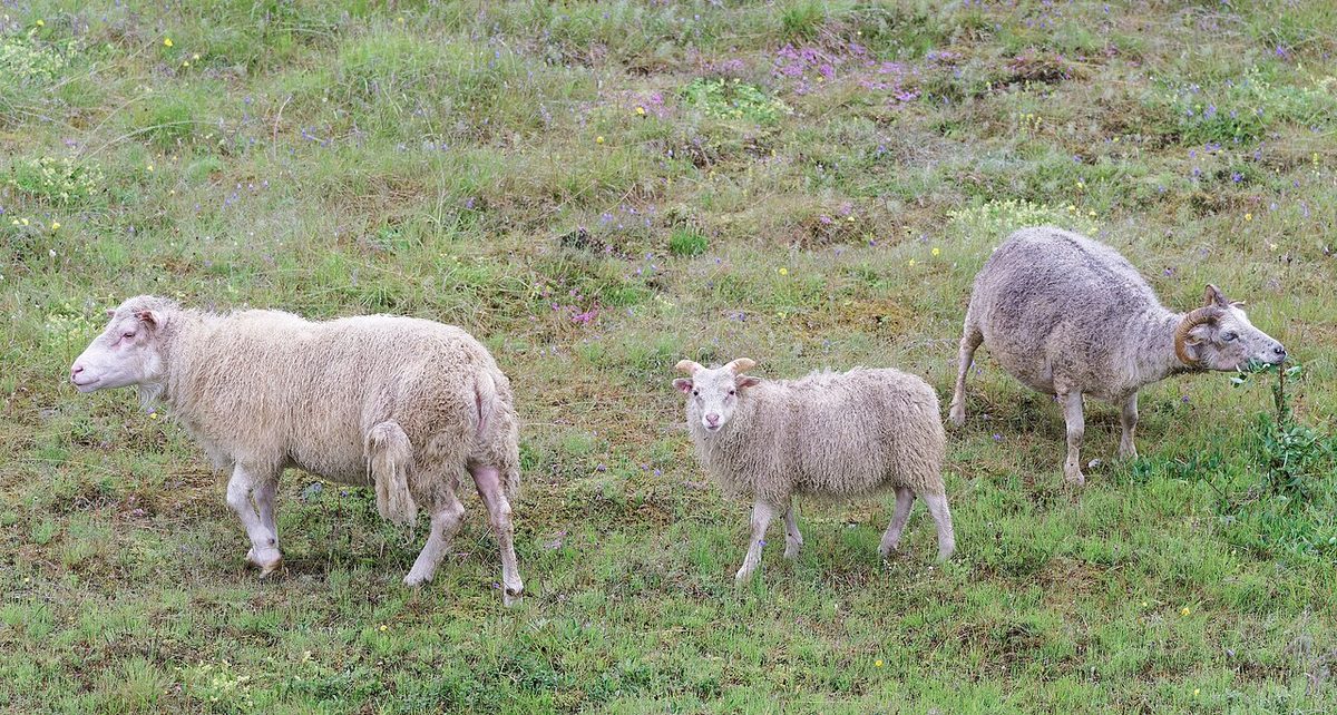 Sheep in Múlaþing municipality, Iceland, 20240717 1220 1995