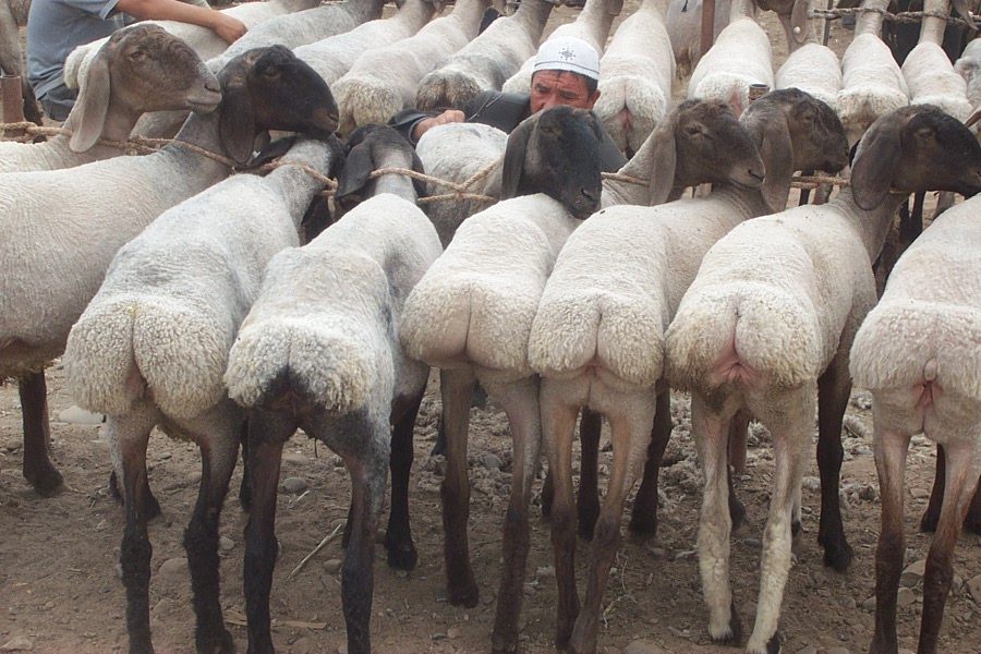 Erector fat tail sheep