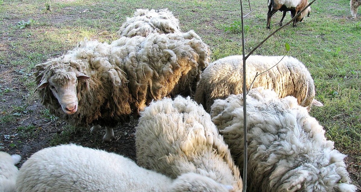 Merino Obroshyno