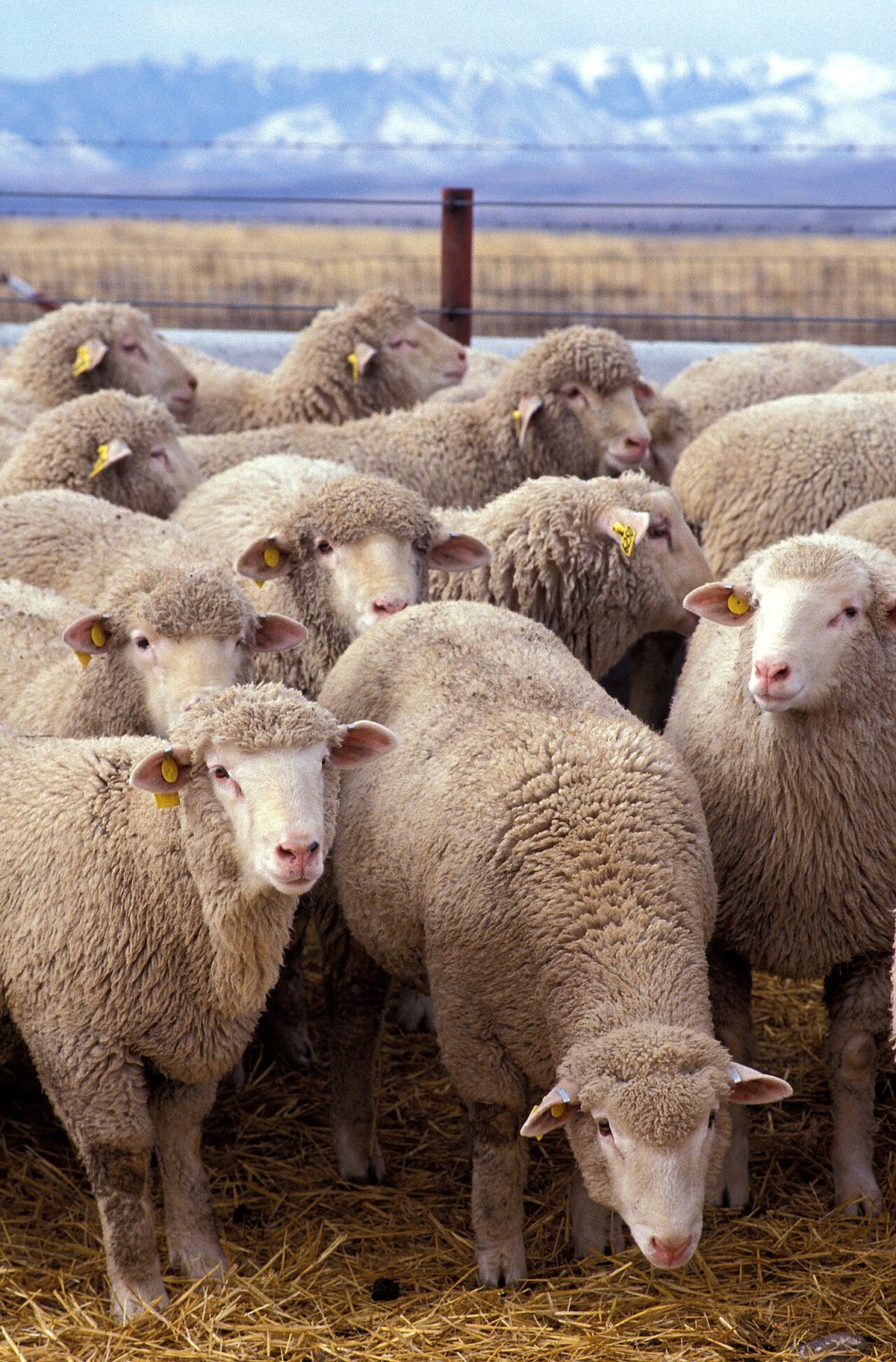 Flock of sheep