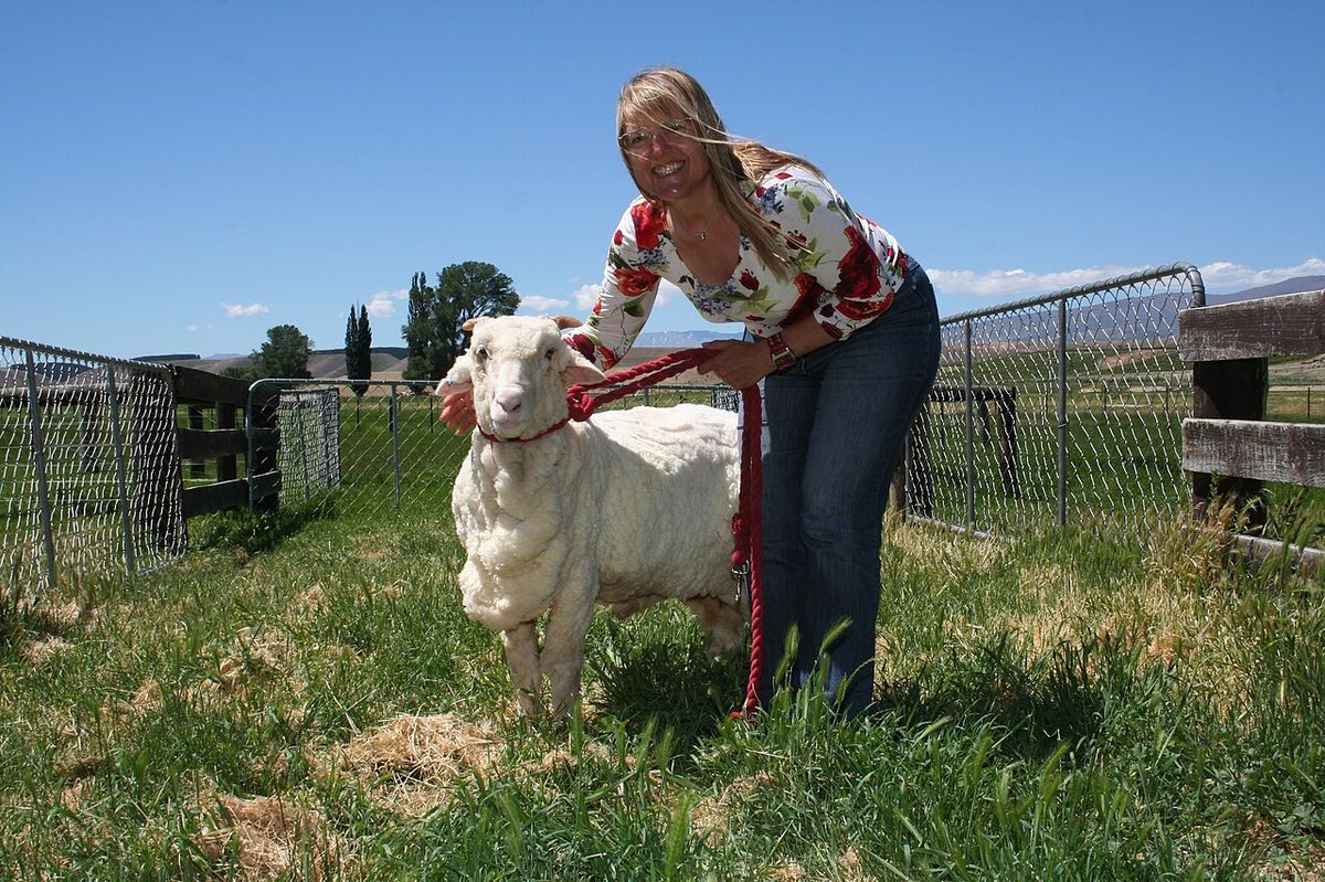 Shrek the Sheep, Tarras