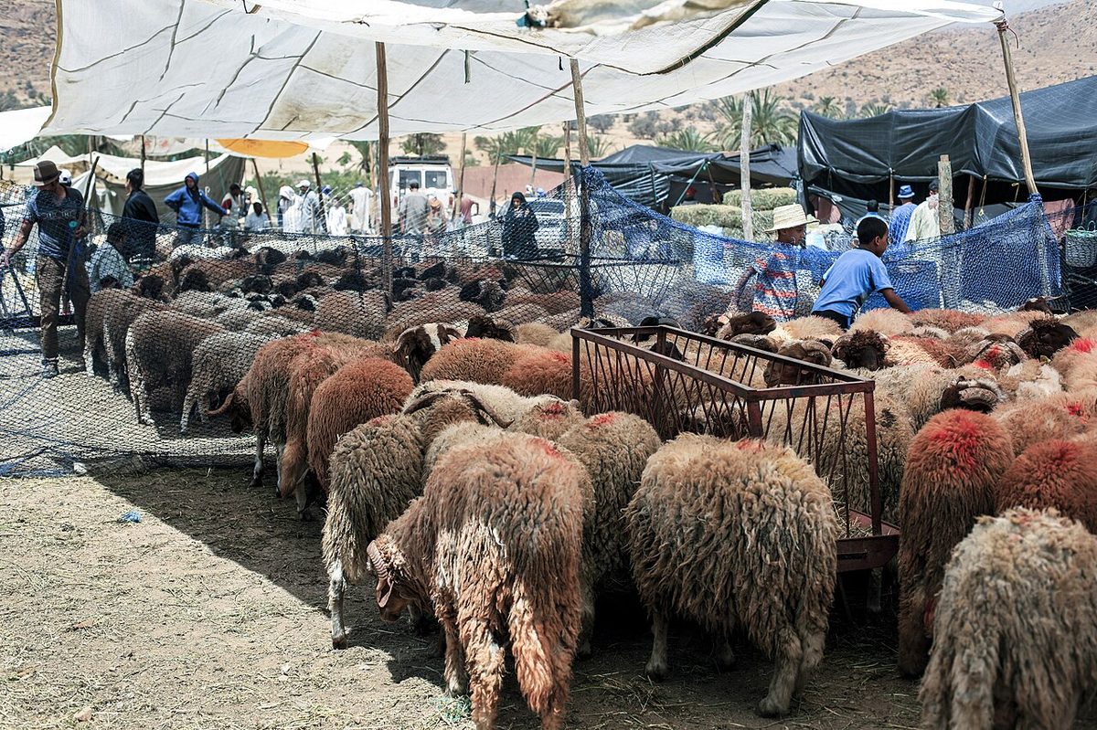 MA.SS.Tafraout 2018-08-15 Sheep-market 1310
