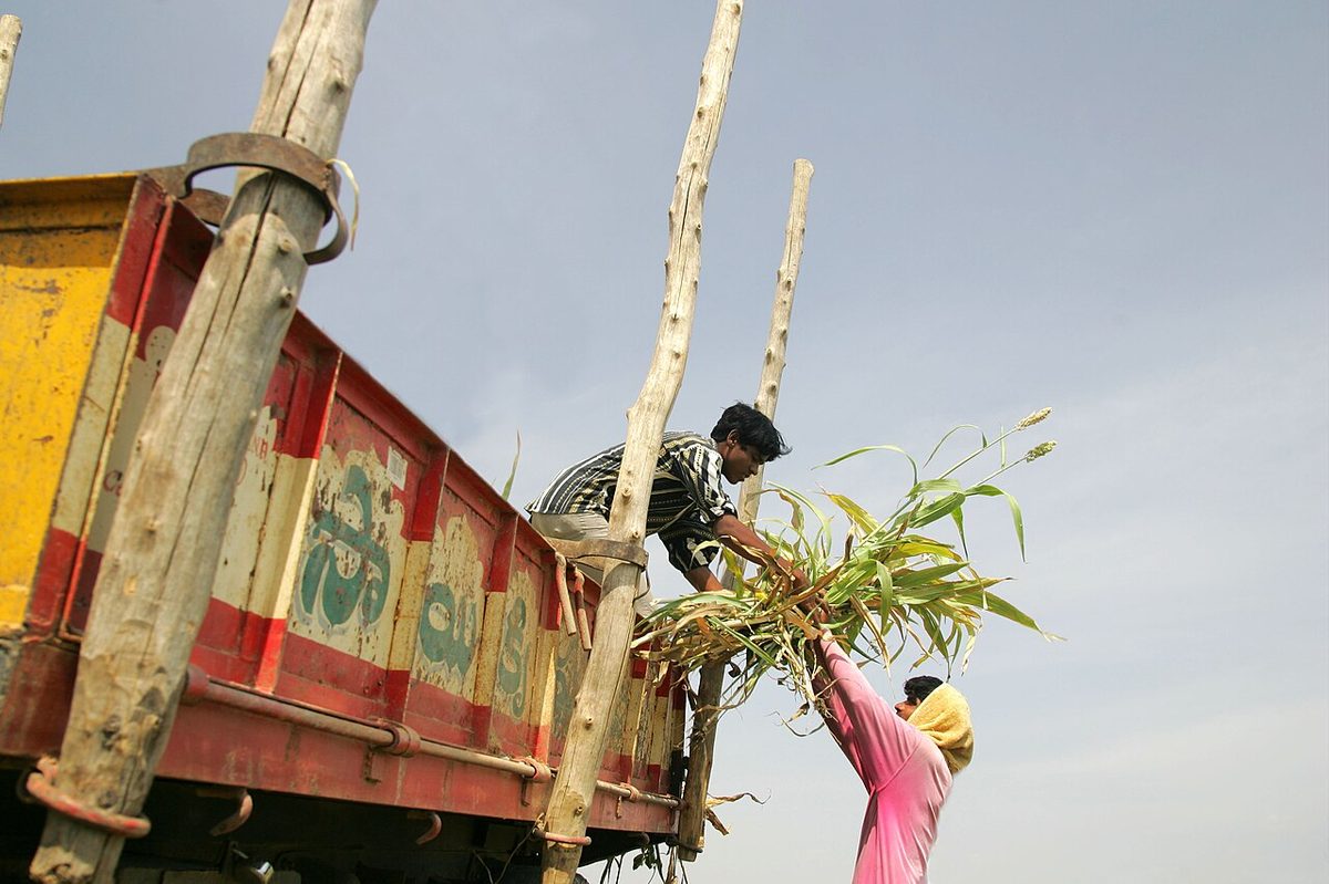 ILRI, Stevie Mann - Loading sweet sorghum stover into truck for use as bio-fuel and livestock feed in Andhra Pradesh, In