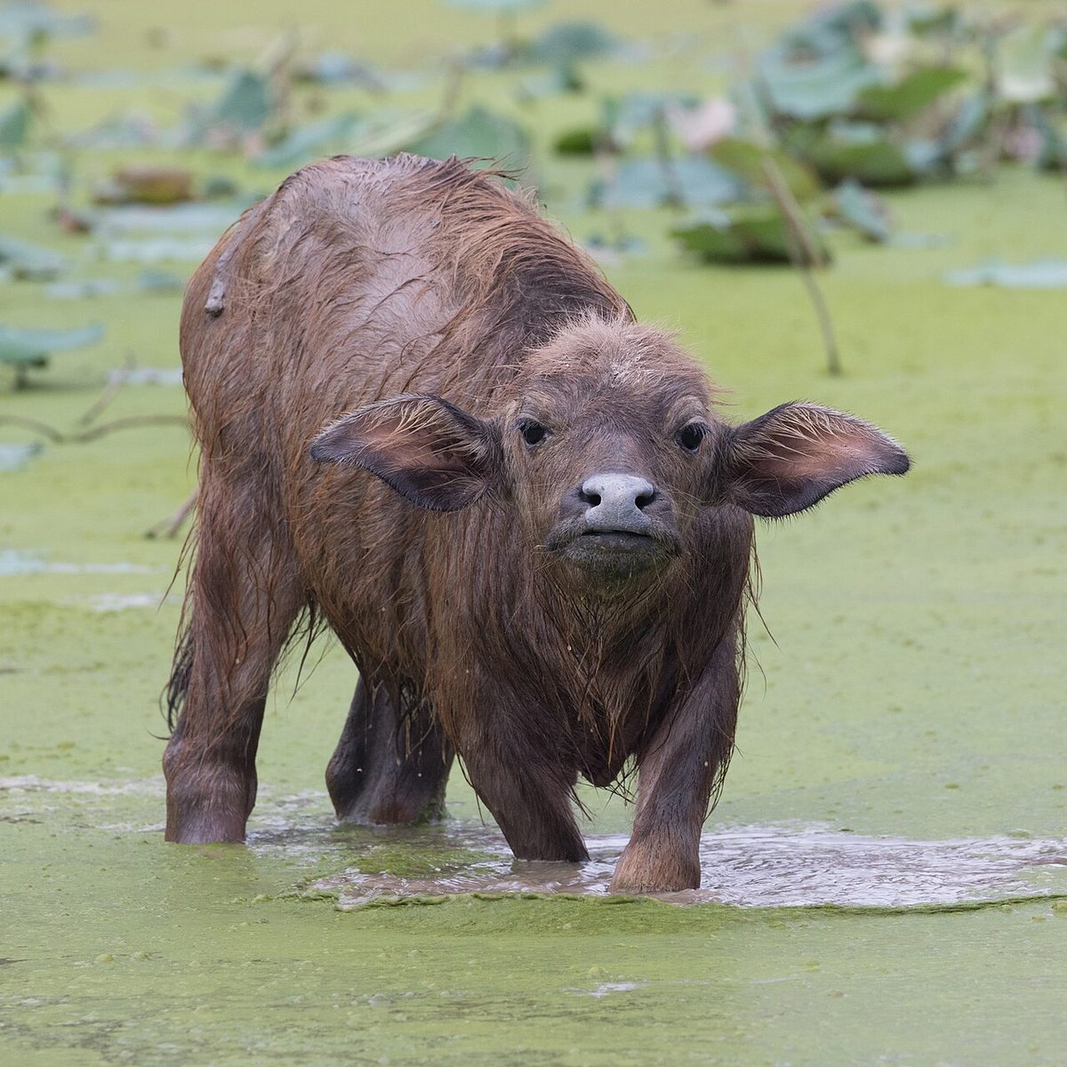 Bubalus bubalis (water buffalo) calf, looking at the viewer, the feet in a pond, in Laos