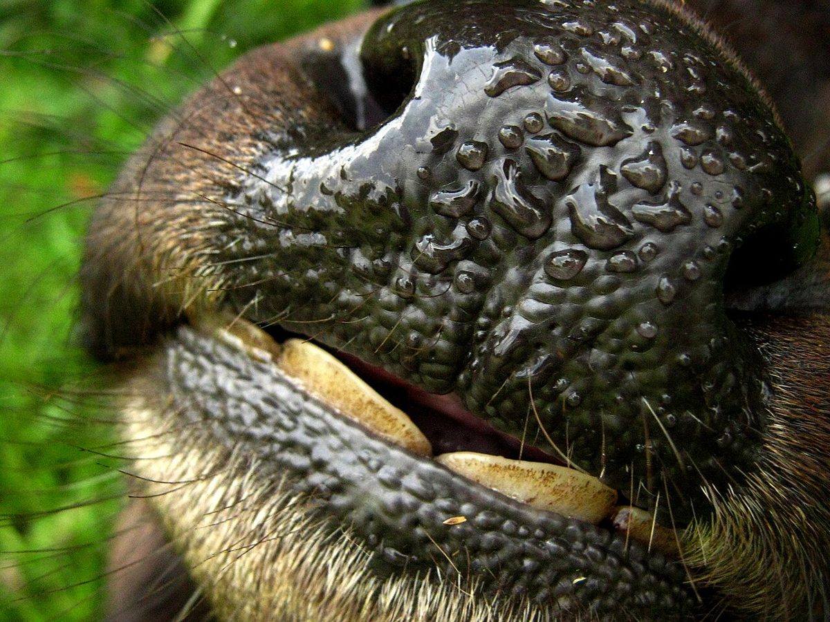 Buffalo mouth