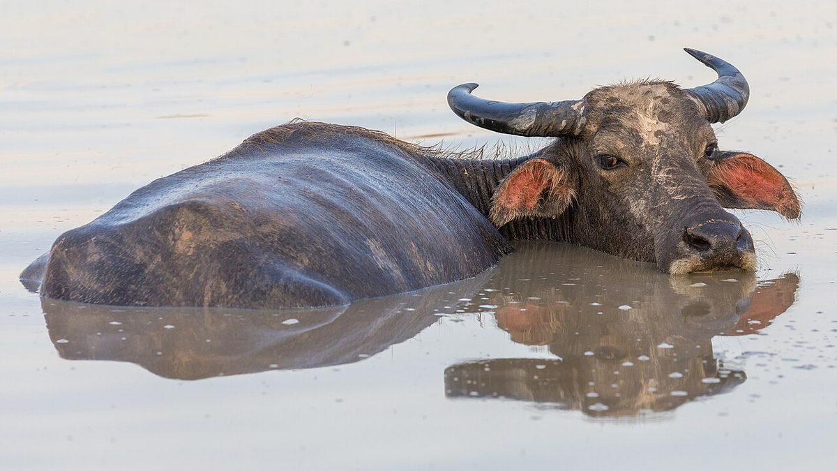 Mirror reflection of a water buffalo bathing in a pond in Laos